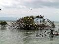 25 - Mangrove 058